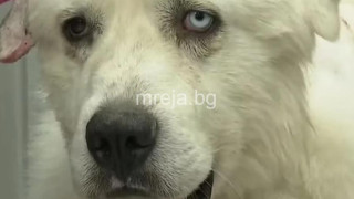 Глутница нападна стадо овце, но Каспър им разказа играта. Ето как! (ГАЛЕРИЯ СНИМКИ)