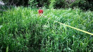 Красно село пак може да затъне в големи треви