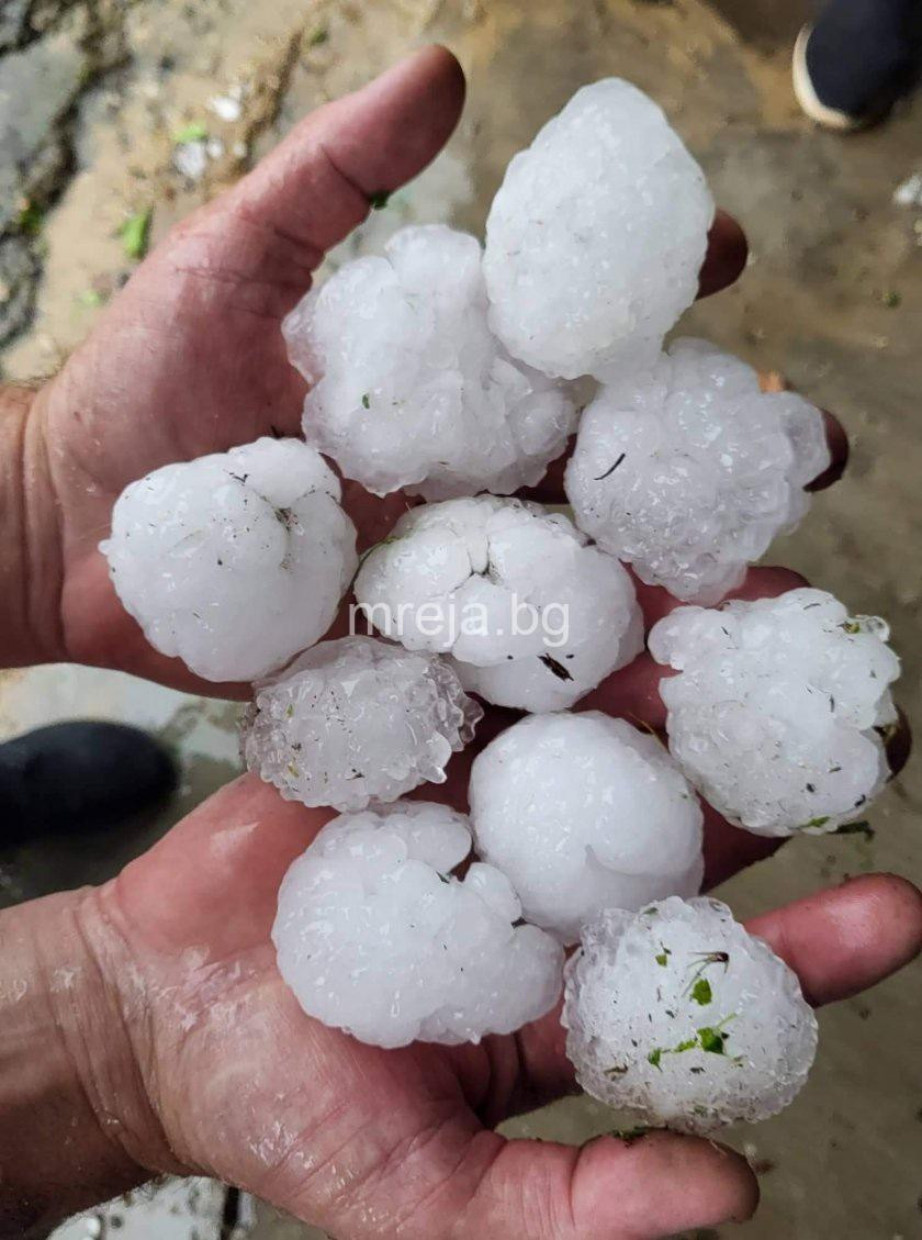 Безхаберието на Промяната и Радев съсипаха продукция за милиони в Силистренско