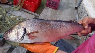 Изненада в Царево: Рибар успя да хване необикновена риба – такъв деликатес се опитва веднъж СНИМКИ
