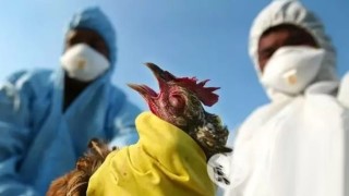 НОВА ПАНДЕМИЯ У НАС: Инфлуенца избива птиците – открити 7 огнища
