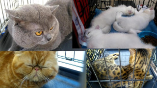 Международна изложба на котки в София
