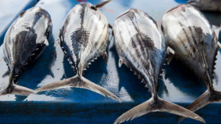 Седем френски града забраниха рибата тон в училищните менюта