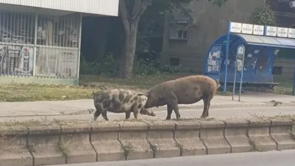 Прасета дефилират из наш град СНИМКИ