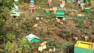 Мечки унищожиха десетки кошери в казанлъшкото село Ясеново