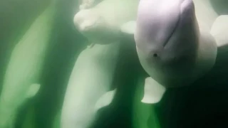 Как с музика спасиха живота на 2 000 белуги