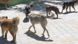 Бездомни кучета нападат пешеходци в Пловдив