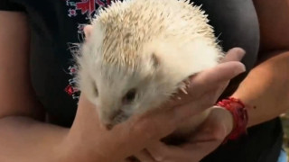 От международна сензация до обект на науката