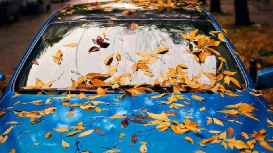Могат ли падащите листа да повредят боята на колата ви