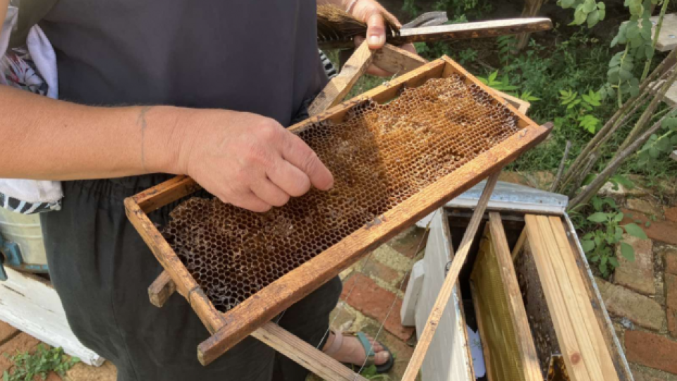 Климатичен капан: Пчелите у нас оцеляват все по- трудно