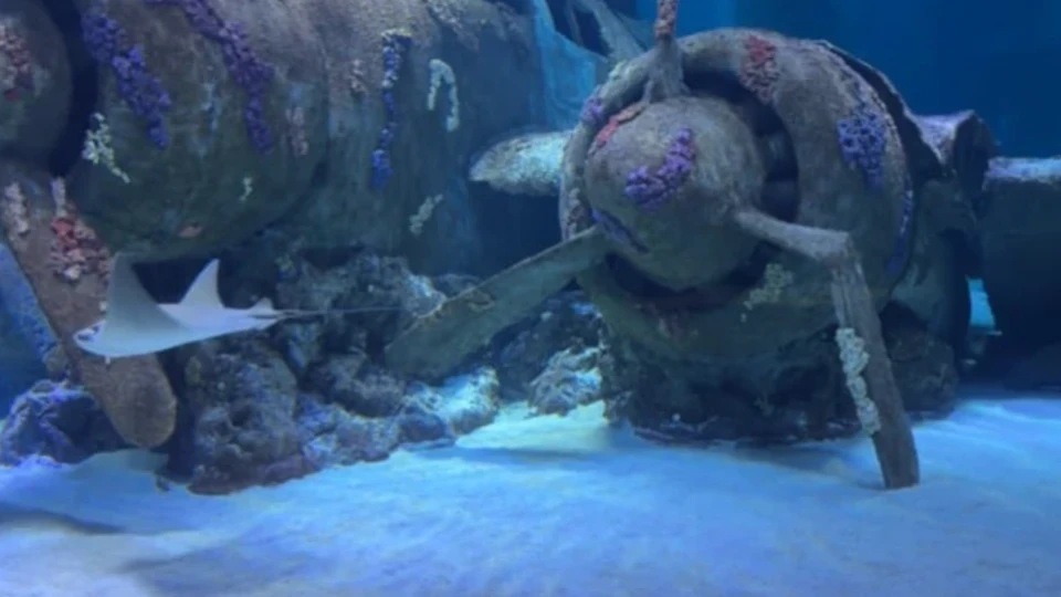 Потънал самолет разкрива тайните на Втората световна война