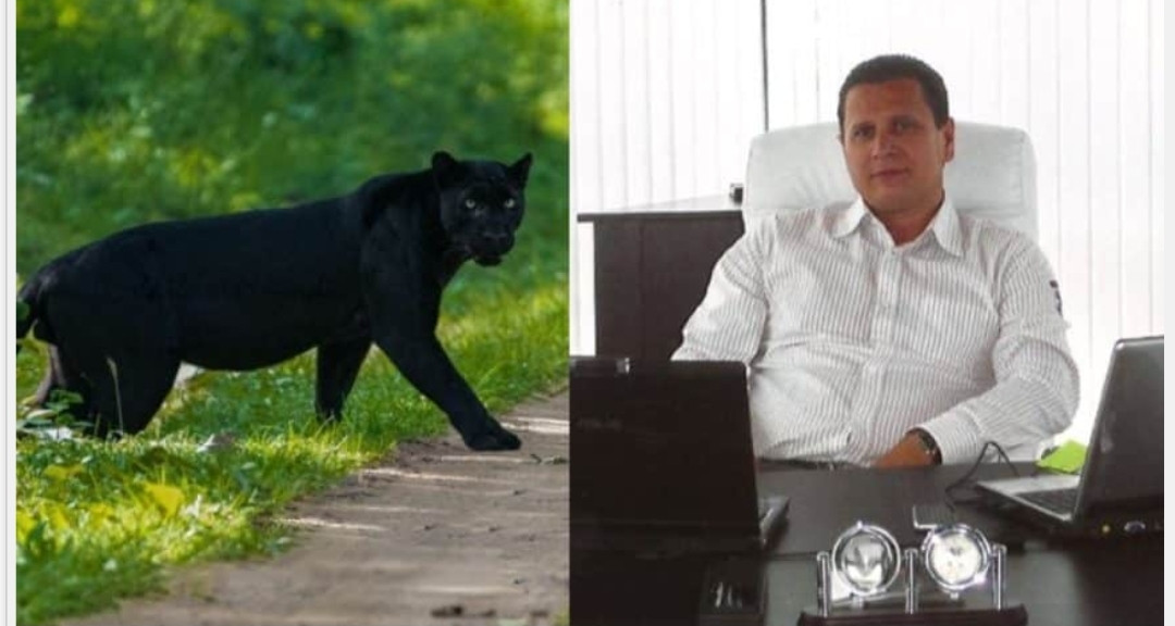 Черната пантера от Шумен се оказа домашен любимец, разхожда се навън, но се прибира при стопанина си