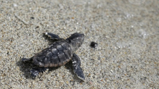 Учени разгадаха как костенурките разчитат магнитната си карта