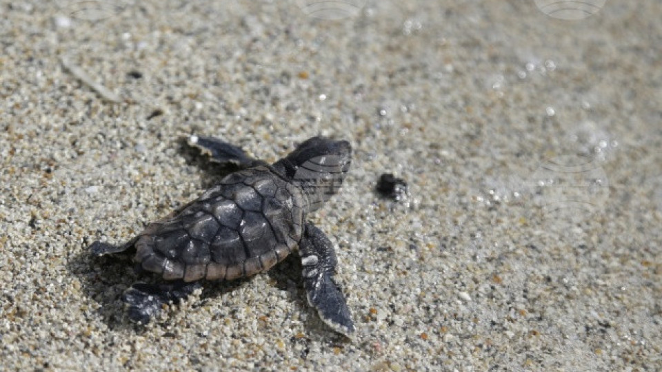 Учени разгадаха как костенурките разчитат магнитната си карта