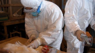 Учени предупреждават: Птичият грип може да предизвика пандемия, по-тежка от COVID-19