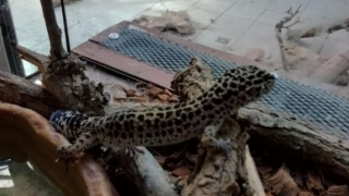 Спасени от контрабанда екзотични животни предаде Агенция „Митници“ на терариума в Минерални бани