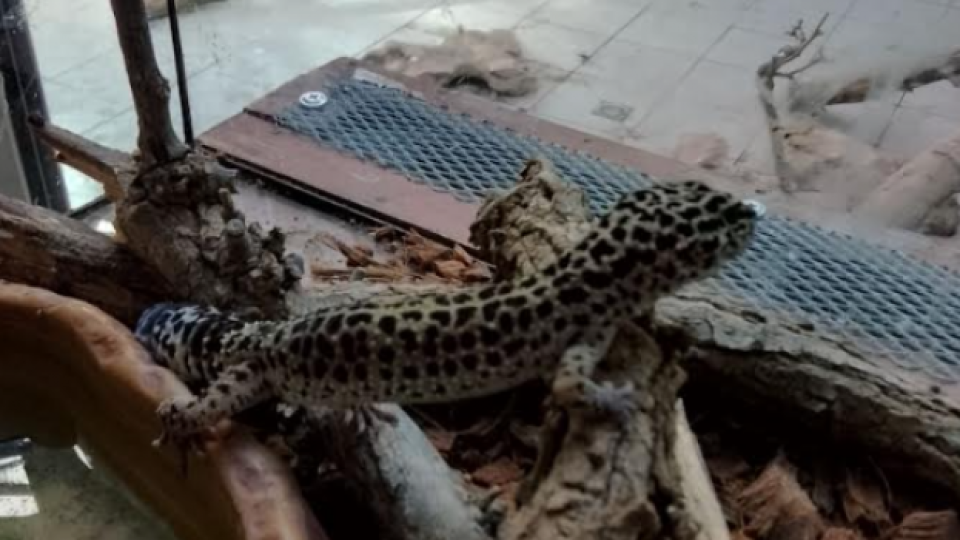 Спасени от контрабанда екзотични животни предаде Агенция „Митници“ на терариума в Минерални бани