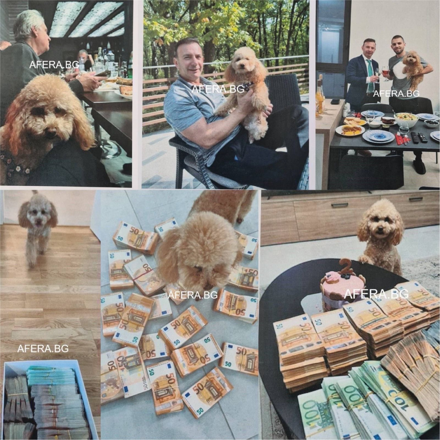 ЕТО КАК МРЕЖАТА ВИДЯ ШАРЛАТАНИТЕ: Позор! Направихте България за смях!