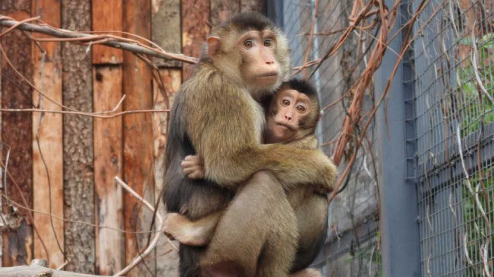 Много нови попълнения в Софийския зоопарк през 2025 г.