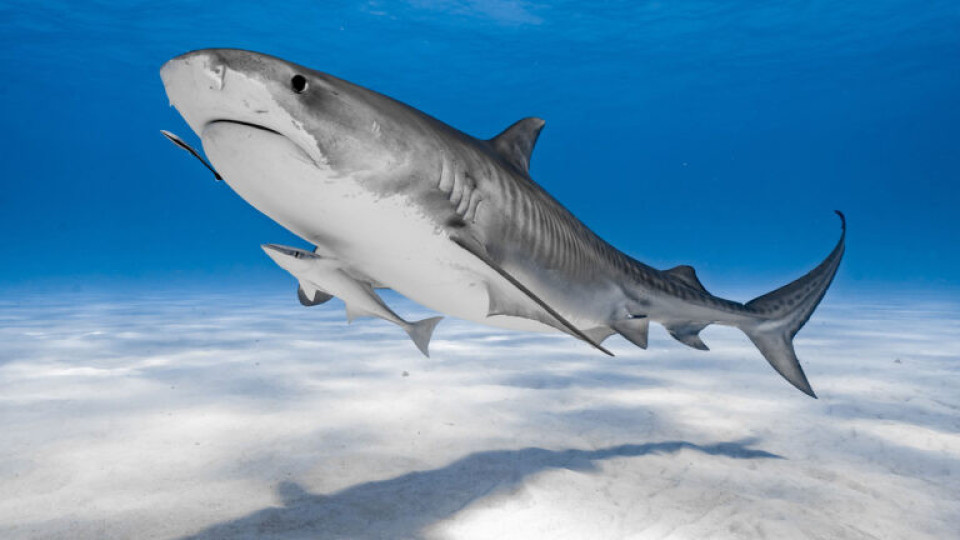 Проучване: Окисляването на океана уврежда зъбите на акулите