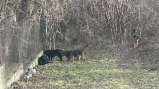 Трябва ли да се хранят бездомните кучета и кога те стават агресивни?