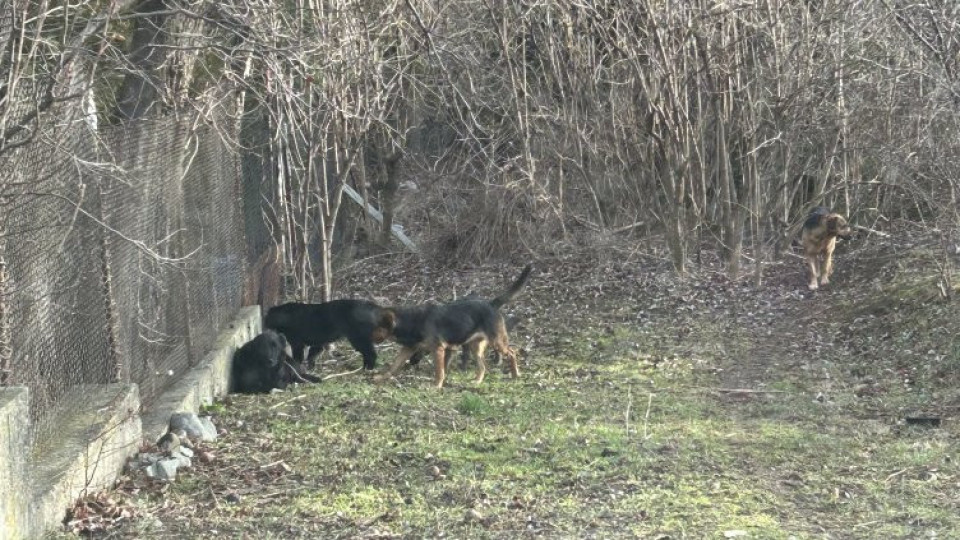 Трябва ли да се хранят бездомните кучета и кога те стават агресивни?