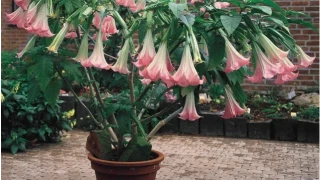 "Зомби растения" в градината на Епстийн обезсилват жертвите