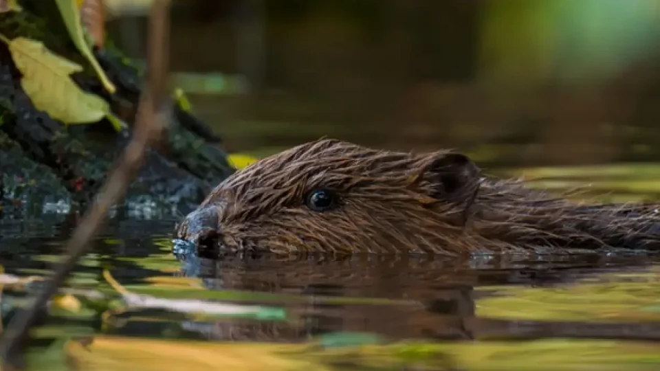 Има ли бобри в река Марица?