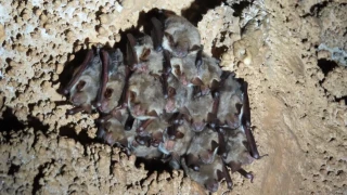 56 000 прилепи и смъртоносен вирус: нови кадри разтърсват учените