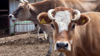 Производството на мляко се е сринало с 25% за пет години, масово закриват ферми