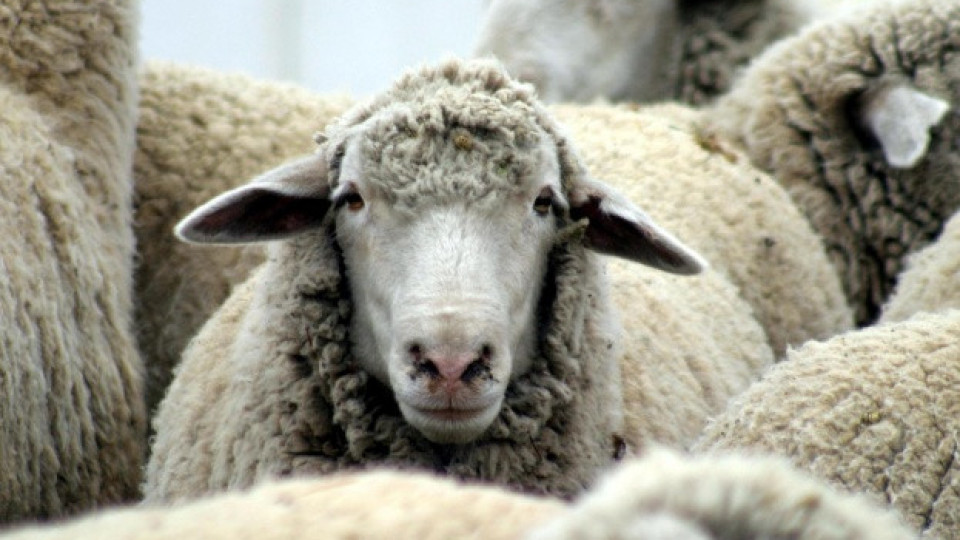 След шарката: 25 000 избити овце и риск от повече внос на агнешко