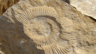 Египетски учени откриха фосил на 18 милиона години, който може да пренапише историята на приматите