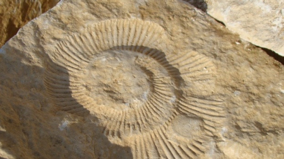 Египетски учени откриха фосил на 18 милиона години, който може да пренапише историята на приматите