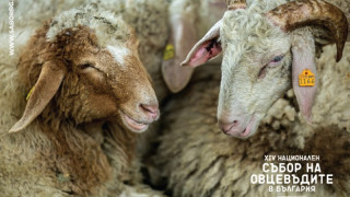 Животни, шоу и състезания на събора на овцевъдите