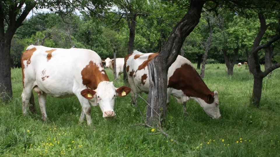 БАБХ въвежда пълен контрол върху вносното мляко, досега са контролирани едва 10% от него