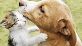 Нови правила в ЕС за котки и кучета: какво се променя