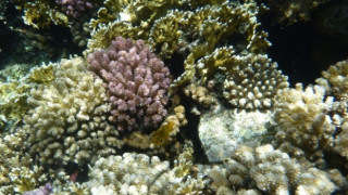 Разбиха мрежа за незаконен добив на корали за над 800 000 евро в Гърция